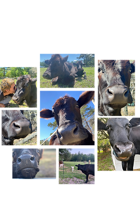 Untitled design (14).png