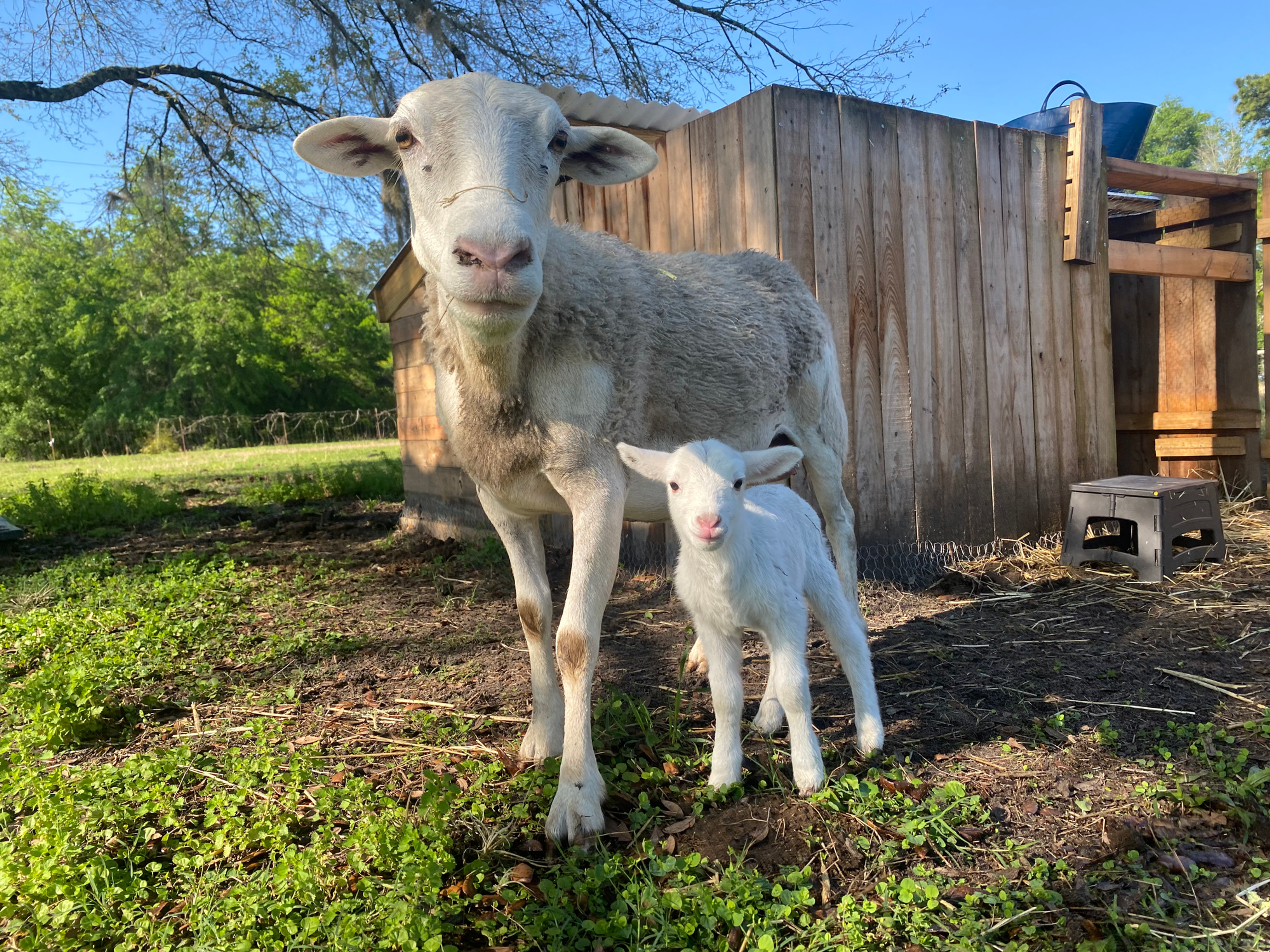 Boomi AKA "Boom Boom"