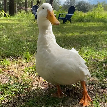 35930.jpg