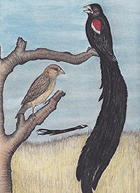 200Widowbirds American Birds _20190221_0