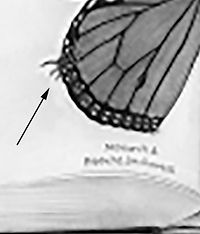 monarch larvae detail.jpg