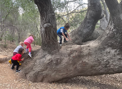 Preschoolers climbing trees during our Nature Explorers parent and me (aka mommy and me) class.