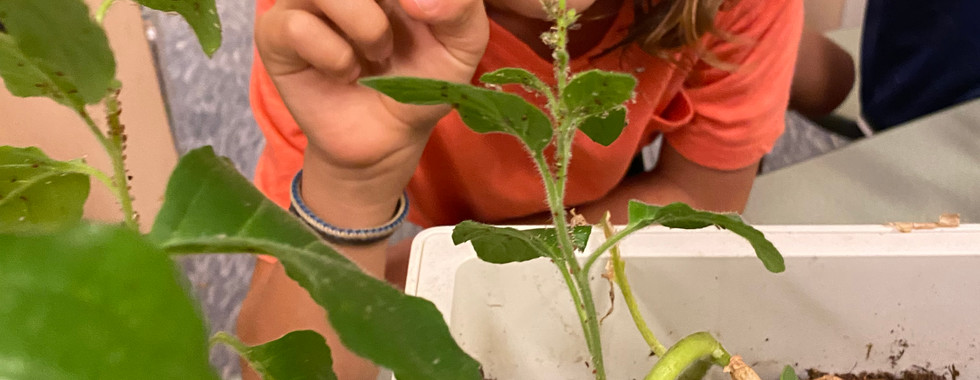 young children exploring nature in the JICS courtyard