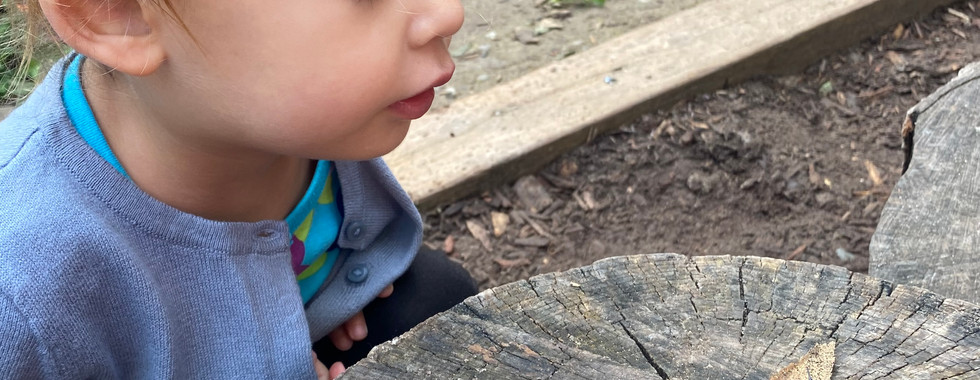 child looking at leaf on stump