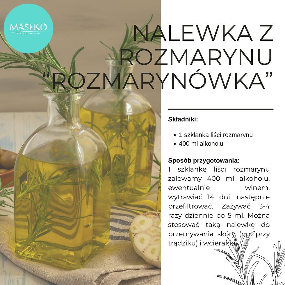 Rozmaryn ówka Maseko