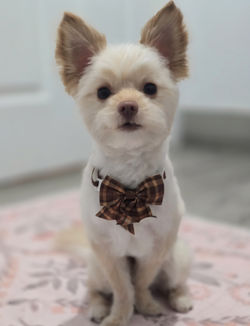 small dog groom