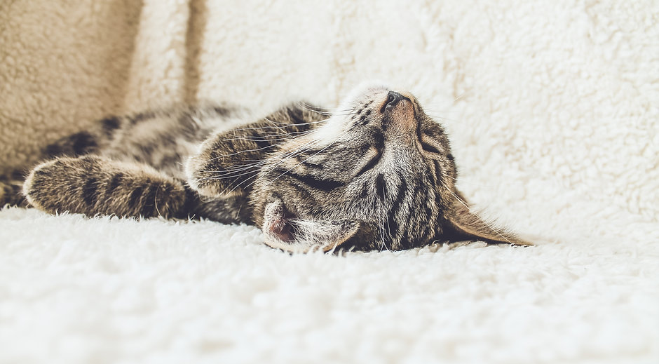 Cat on a Soft Blanket
