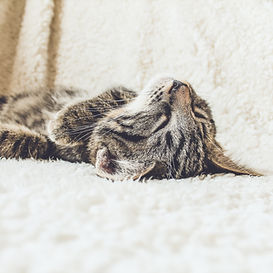Cat on a Soft Blanket