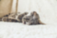 Cat on a Soft Blanket