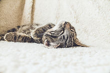 Cat on a Soft Blanket