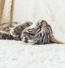 Cat on a Soft Blanket