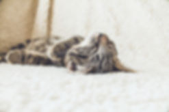 Cat on a Soft Blanket