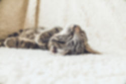 Cat on a soft bed