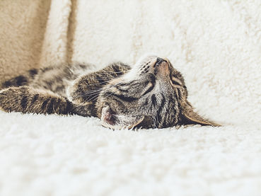 Cat Relaxing in Cat Bed