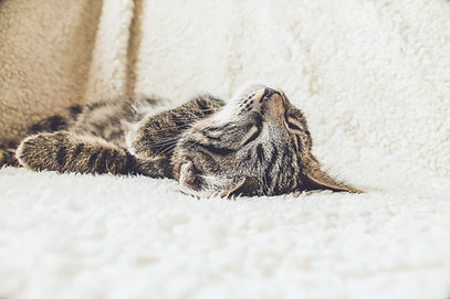 pet sitting norwich