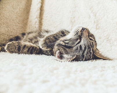 ソフトブランケット上の猫