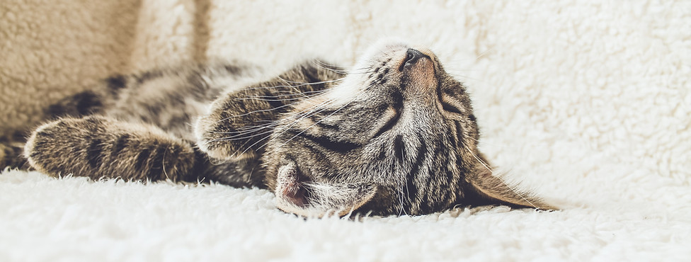 Cat on a Soft Blanket