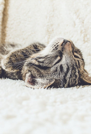 Cat on a Soft Blanket