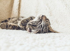 Cat sur une couverture souple