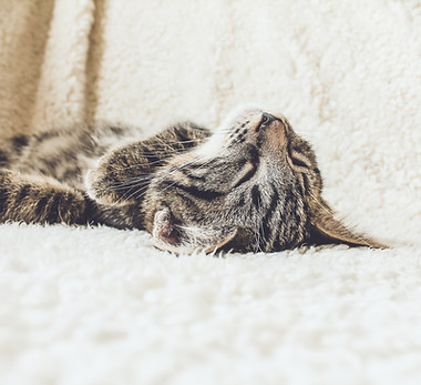 Katze auf einer weichen Decke