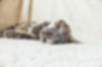 Cat on a Soft Blanket