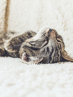 Cat on a Soft Blanket