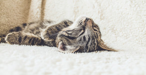 How to Tell if Your Cat is in Pain