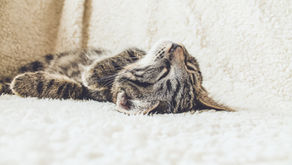 How to Tell if Your Cat is in Pain