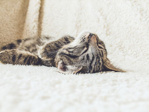sleeping tabby cat