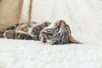 Katze auf einer weichen Decke
