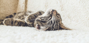 Cat on a Soft Blanket