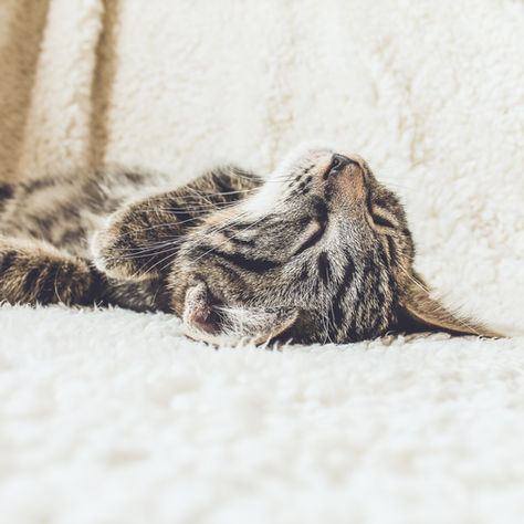Les signes d'affection chez le chat