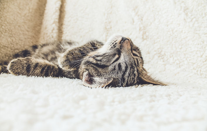 Cat on a Soft Blanket