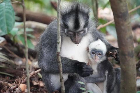 Sumatra Orangutan Nature, trekking Orangutan Sumatra, circuit touristique nature sumatra, jungle trekking Sumatra, hebergement Bukit Lawang Sumatra