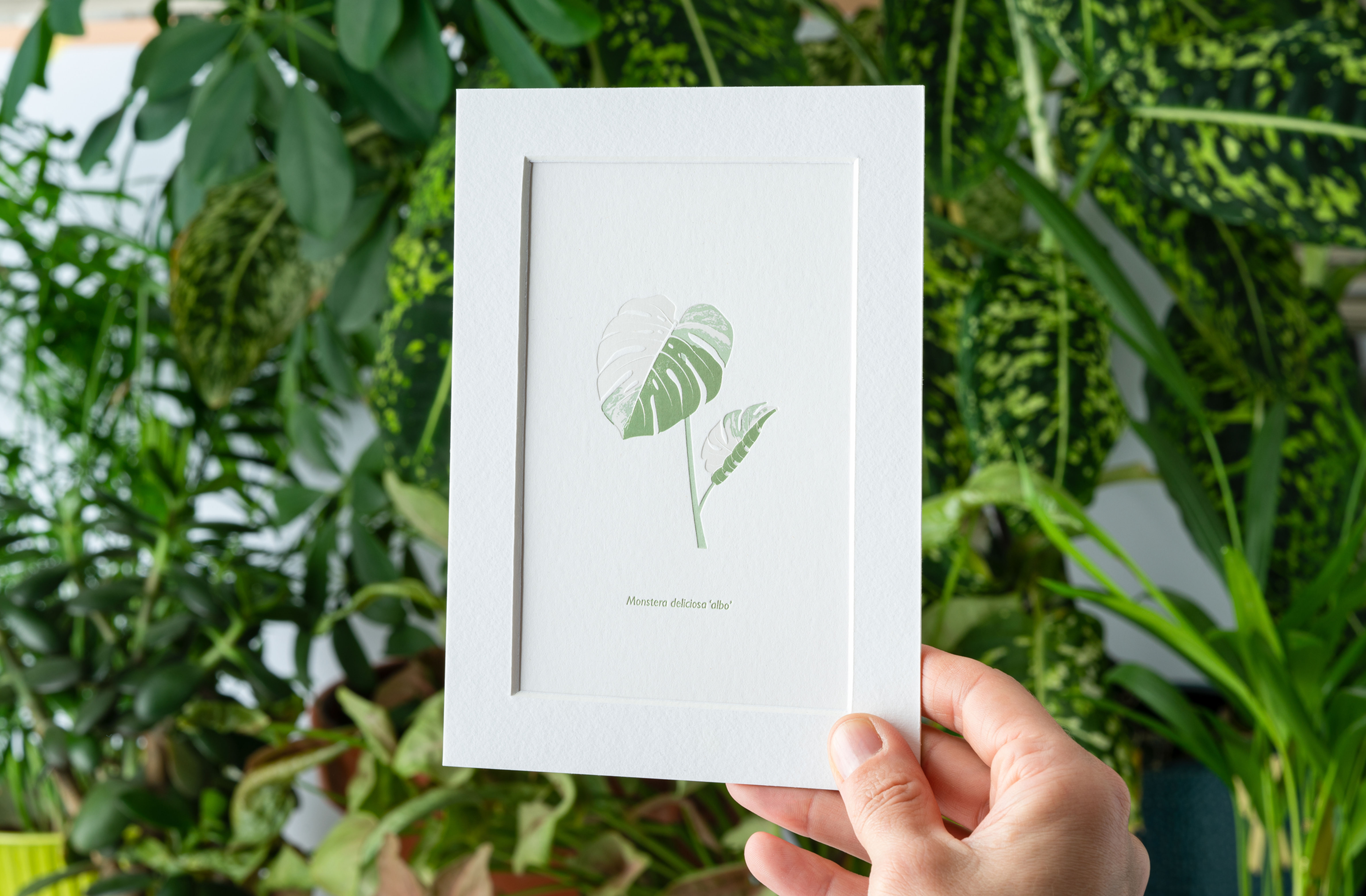 Affiche 13x18 cm - Monstera Albo