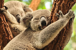KOALA_1_3000px_150dpi.jpg