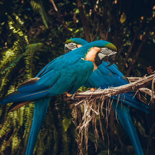 Foz do Iguaçu além das Cataratas: experiências que você precisa viver