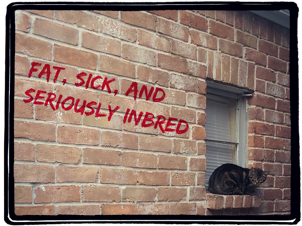 These Fur Children of Timbergrove