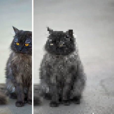 The Cat in Quarantine