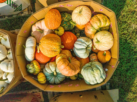 Pumpkin Patch at Montpelier Farm in Upper Marlboro, MD