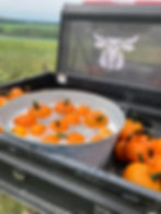 pumpkins.jpg