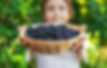 Berries Picking in Missouri