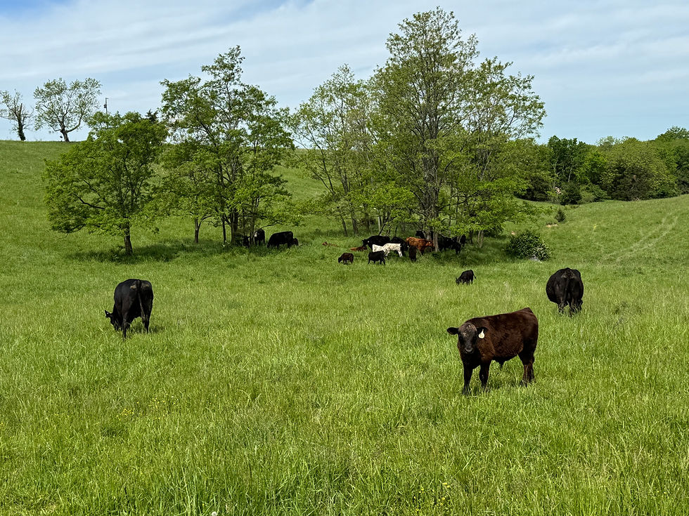 Cows grazing in a green field with trees