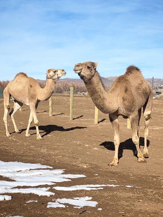 Two dromedary camels in a fenced enclosure with snow patches.