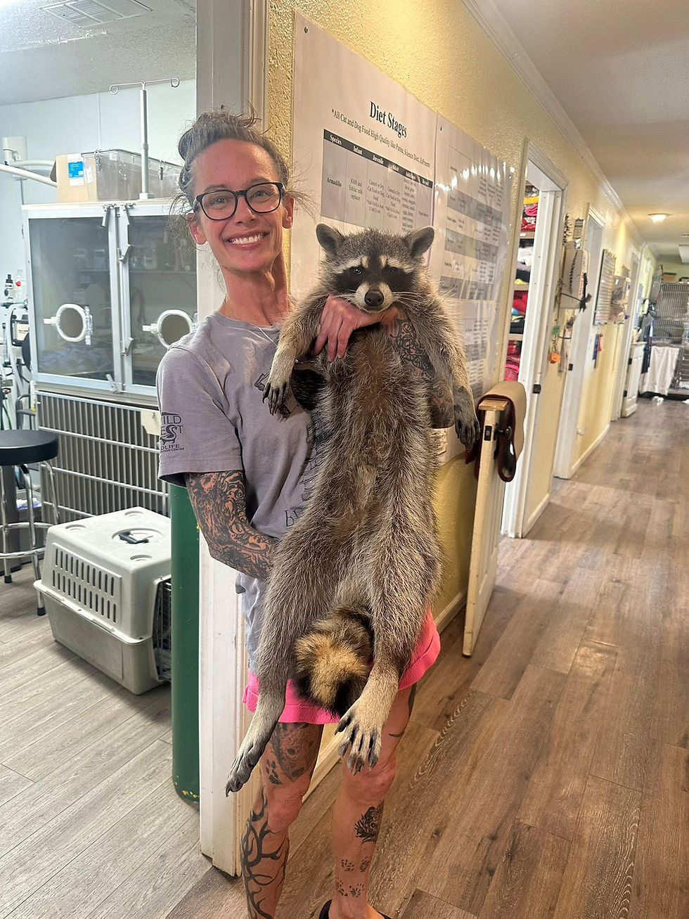 raccoon rescue West Wild Life Rehabilitation Center