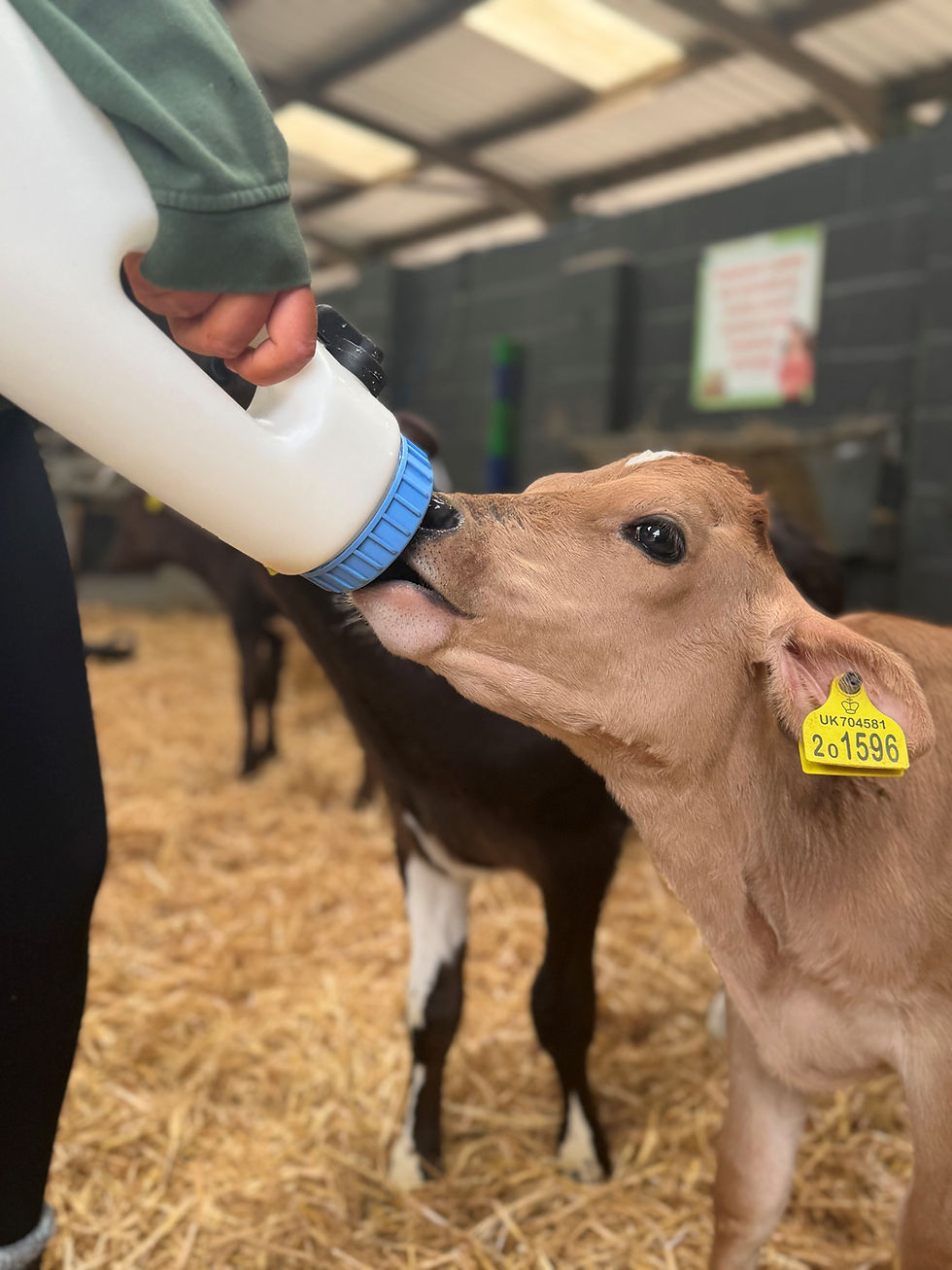 Person bottle feeding a jersey calf in a barn.