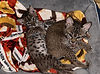 Two spotted tabby kittens cuddling in a pet bed.