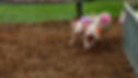 pig races.jpg