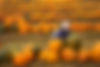 a-small-boy-sitting-among-rows-of-bright-yellow-g-2023-11-27-05-15-57-utc.jpg