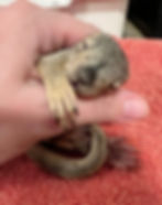 Baby Squirrel holding hand animals rescue at Wild West Wild Life Rehabilitation Center